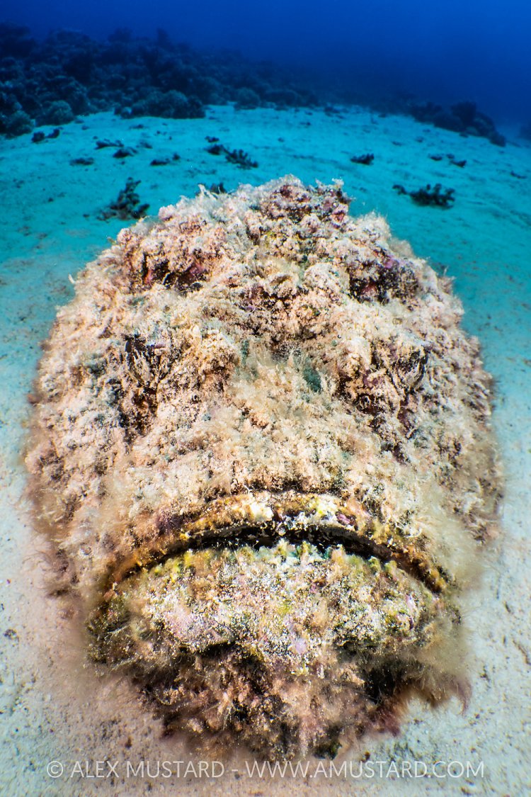 Hairy Stonefish, Egypt