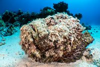 Hairy Stonefish, Egypt