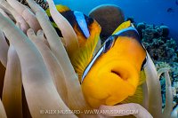 Anemonefish Pair, Egypt