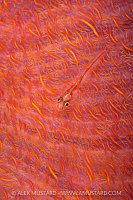 Goby On Soft Coral, Egypt