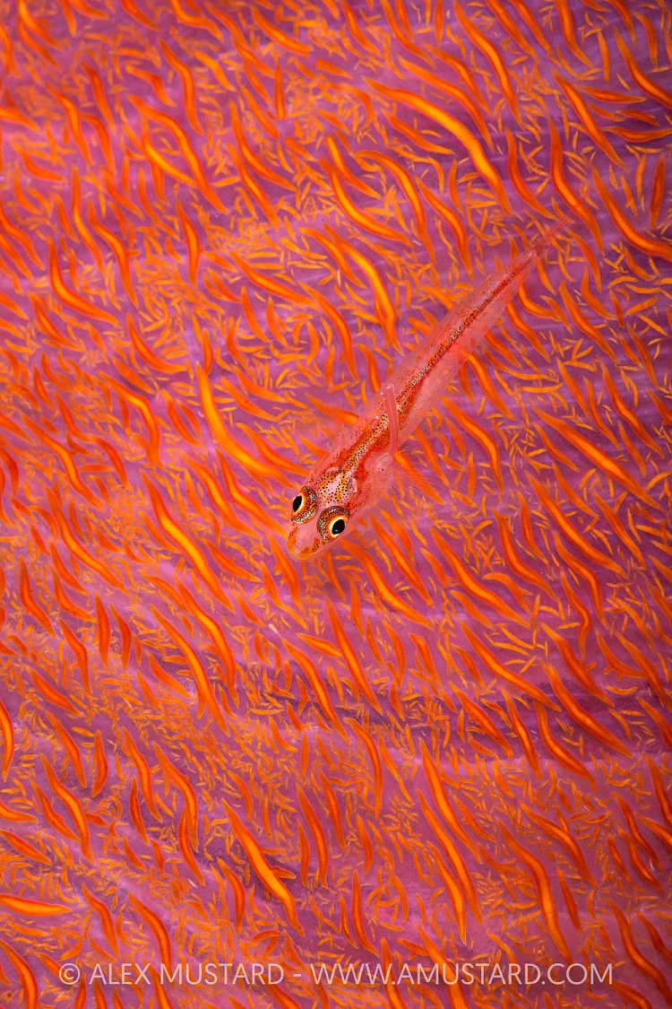 Goby On Soft Coral, Egypt