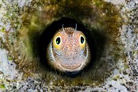 Bluebelly Blenny, Egypt