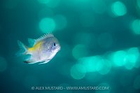 Damselfish With Sun Bokeh, Egypt