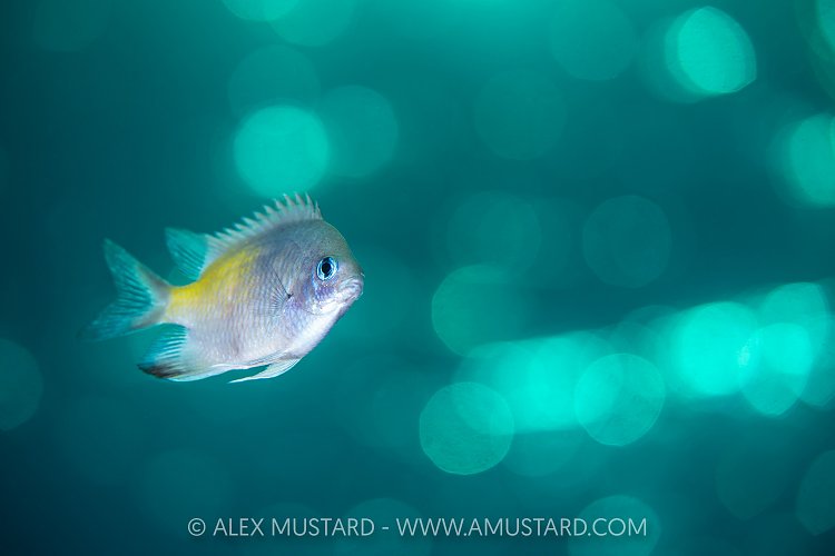Damselfish With Sun Bokeh, Egypt