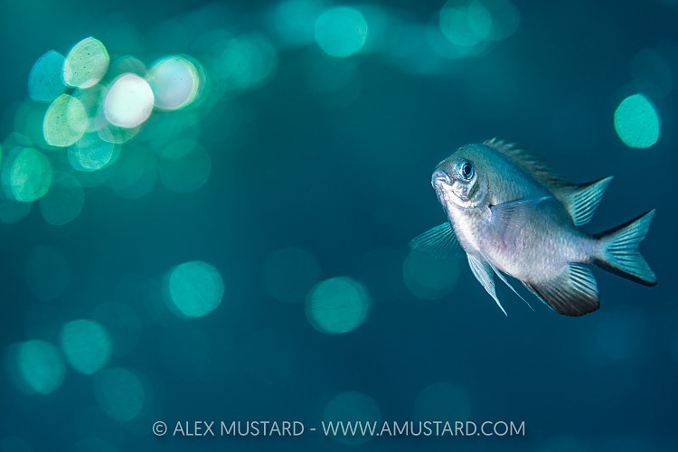 Damselfish With Sun Bokeh, Egypt
