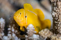 Lemon Goby Portrait, Egypt