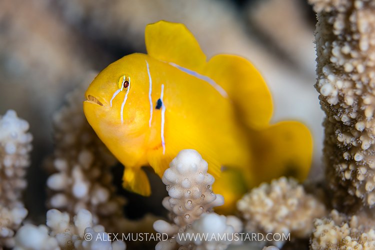 Lemon Goby Portrait, Egypt