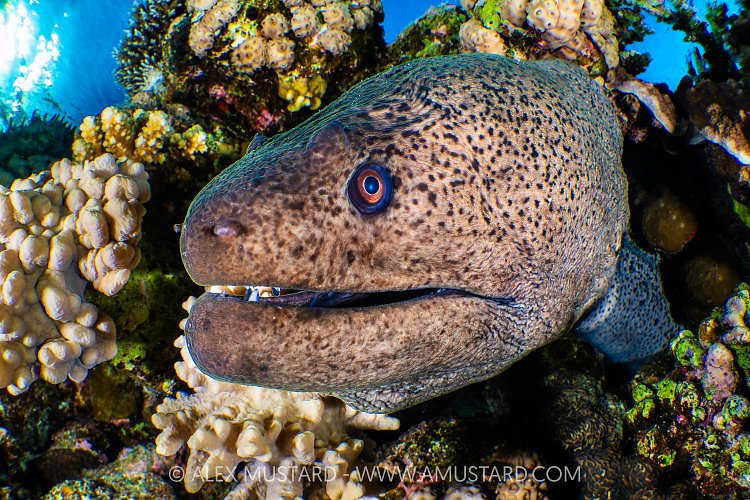Giant Moray Close Up, Egypt