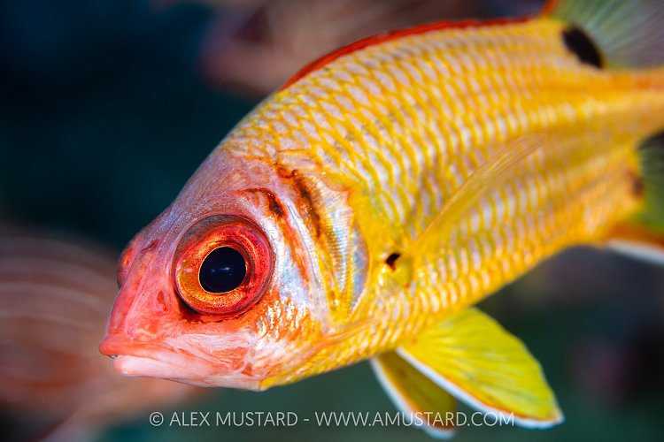 Squirrelfish Portrait, Egypt