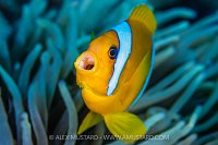Anemonefish Bark, Egypt