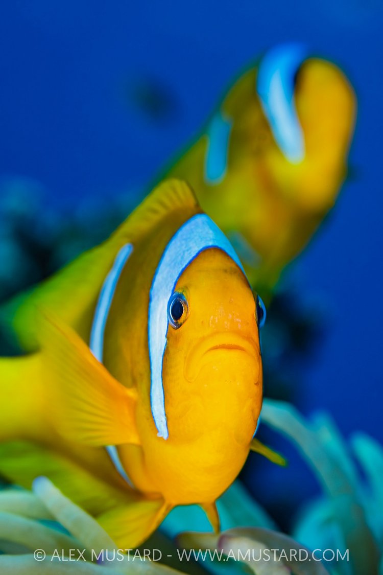 Anemonefish Pair, Egypt