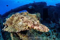 Crocodilefish Waiting, Egypt