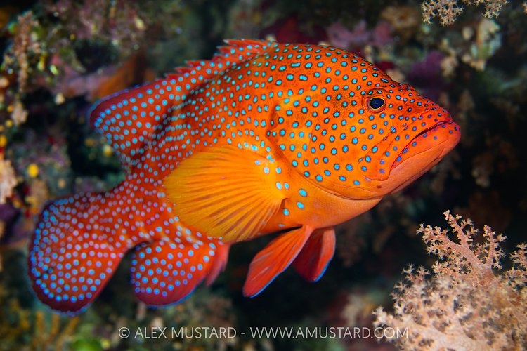 Coral Grouper, Egypt