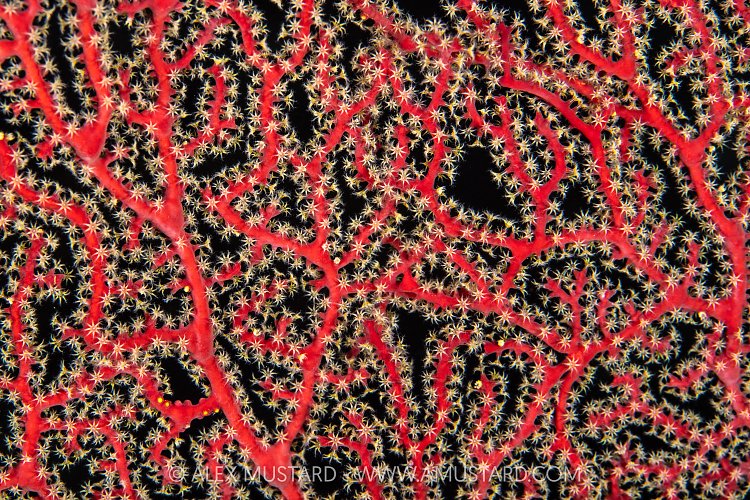 Sea Fan Detail, Egypt