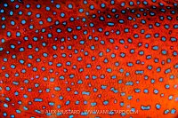 Coral Grouper Colours, Egypt