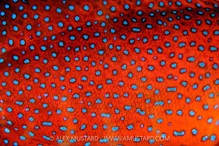 Coral Grouper Colours, Egypt