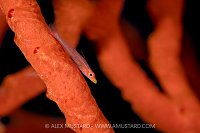 Sponge Goby On A Red Sponge, Egypt