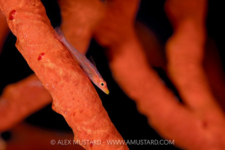 Sponge Goby On A Red Sponge, Egypt
