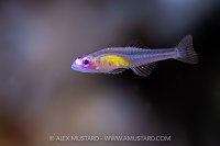 Pink Eye Goby, Egypt