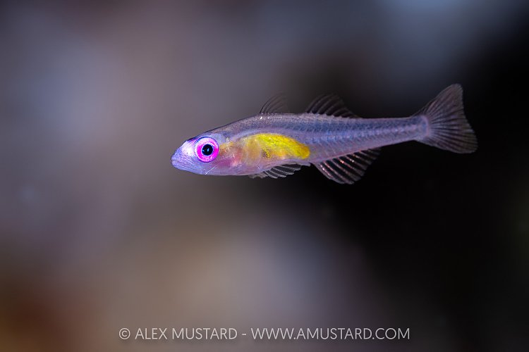 Pink Eye Goby, Egypt