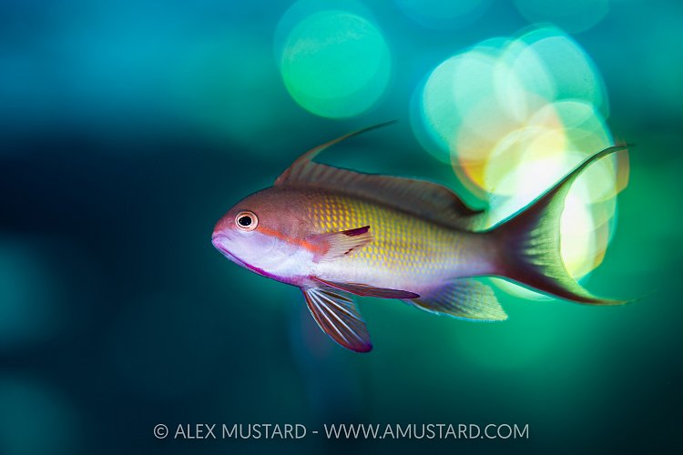 Anthias Portrait With Sun Bokeh, Egypt