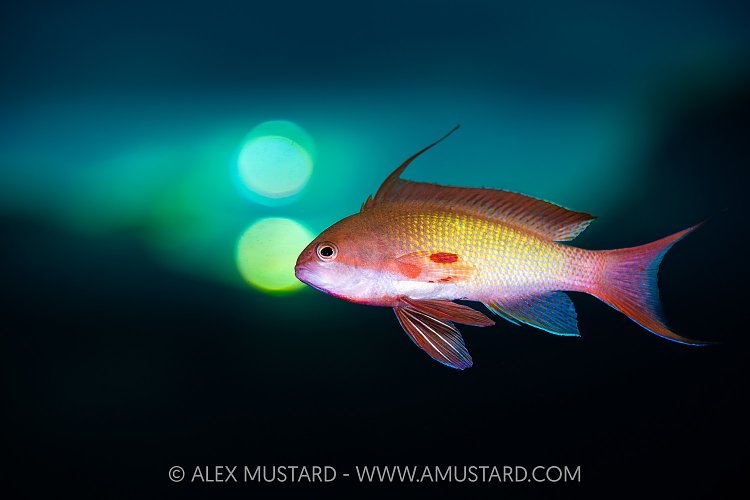 Anthias Portrait With Sun Bokeh, Egypt