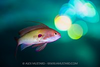 Anthias Portrait With Sun Bokeh, Egypt