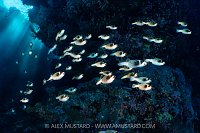 Pufferfish School, Egypt