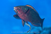 Dusky Parrotfish Clean, Egypt