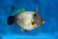 Filefish Portrait, Egypt