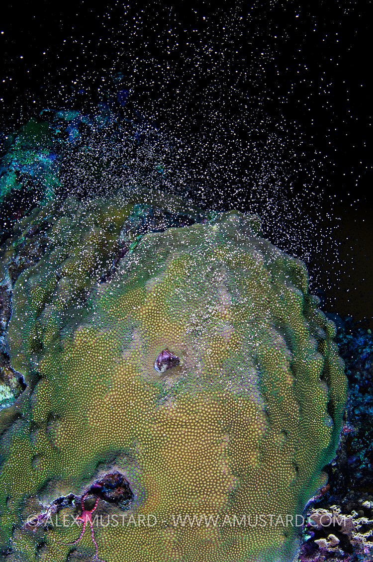 Coral Spawning, Cayman Islands