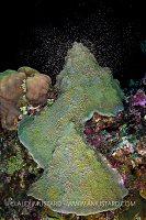 Coral Spawning, Cayman Islands