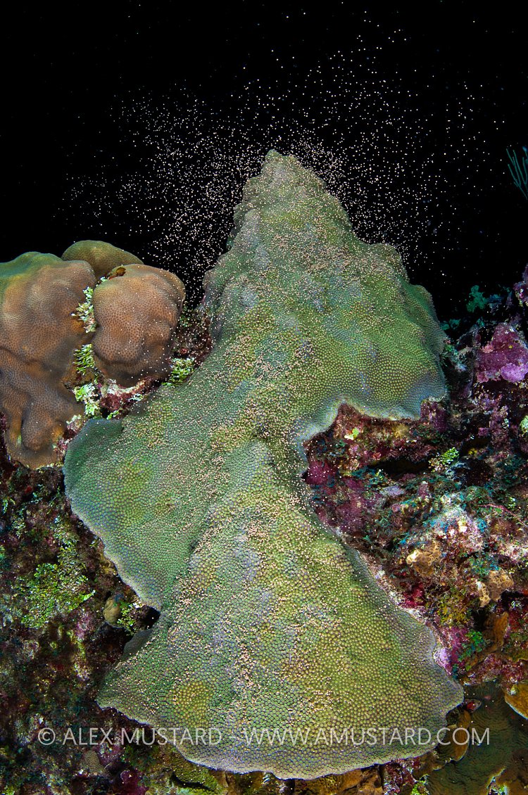 Coral Spawning, Cayman Islands