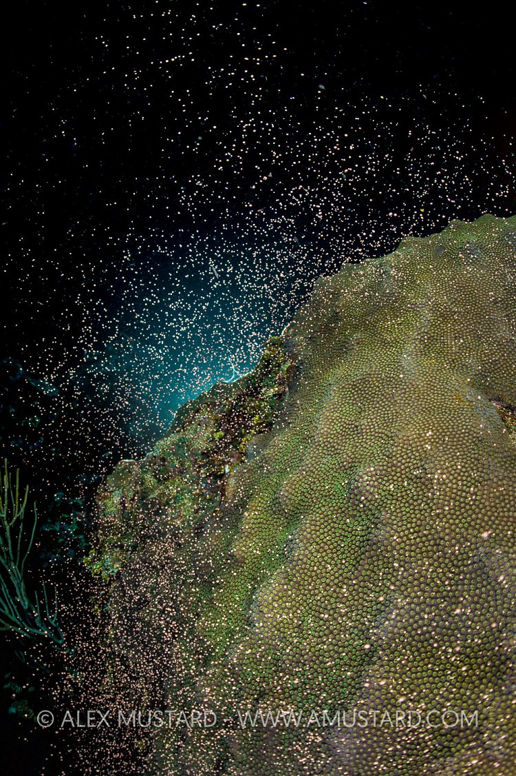 Coral Spawning, Cayman Islands