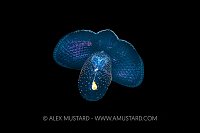 Pteropod In The Black, Cayman Islands