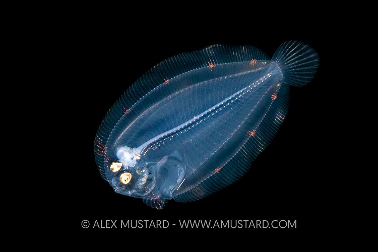 Larval Flounder, Cayman Islands
