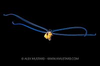 Veliger Larval Stage. Cayman Islands