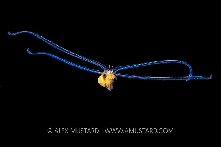 Veliger Larval Stage. Cayman Islands