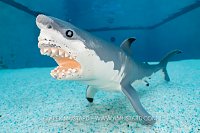 Toy Shark, Cayman Islands