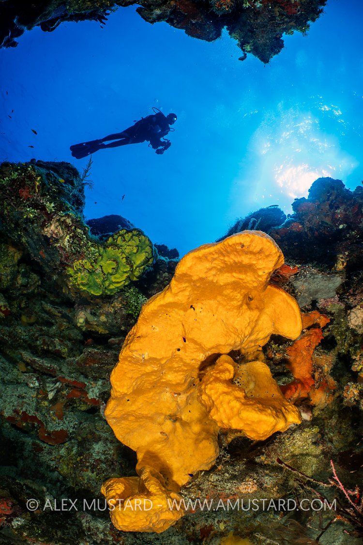 Diver Over Sponge, Cayman Islands