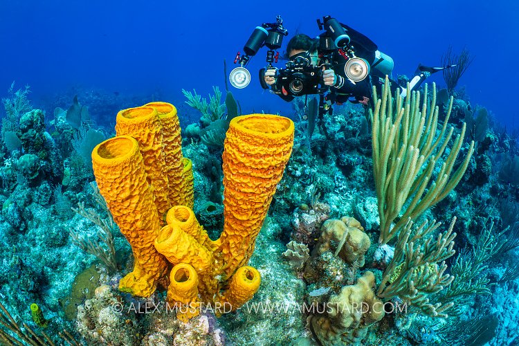 Photographing Sponges, Cayman Islands