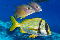 Porkfish With Snappers, Cayman Islands