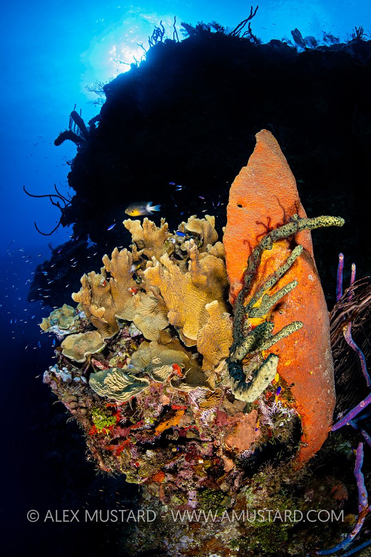 Sponges And Corals, Cayman Islands