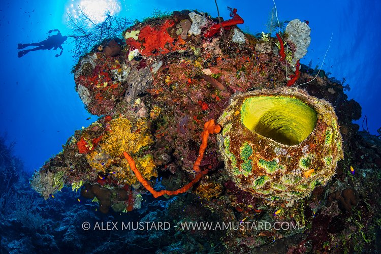 Sponge Filled Reef Scene, Cayman Islands