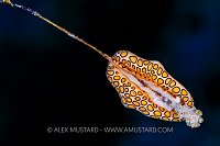 Flamingo Tongue Feast, Cayman Islands