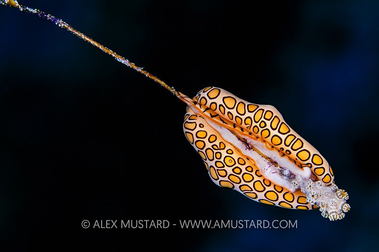 Flamingo Tongue Feast, Cayman Islands