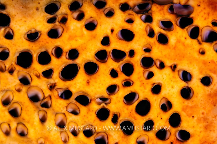 Sponge Apertures, Cayman Islands
