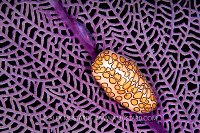 Flamingo Tongue, Cayman Islands