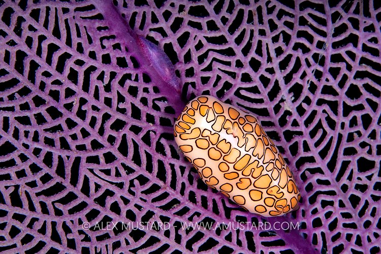 Flamingo Tongue, Cayman Islands