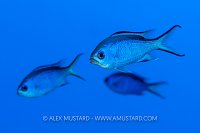Blue Chromis On Blue, Cayman Islands